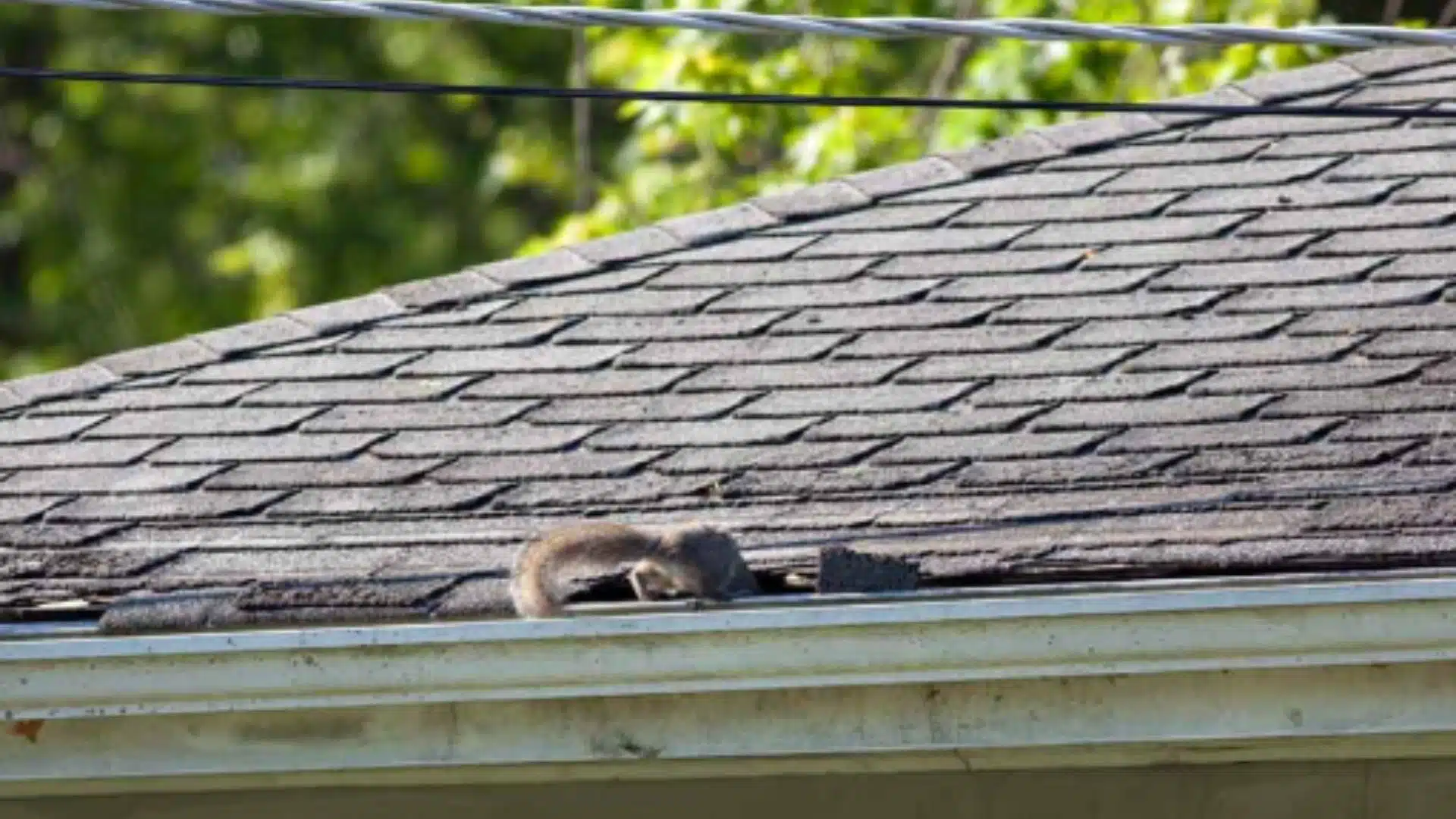 Homeowner in Gulfport MS inspecting roof damage caused by squirrels and critters near shingles and soffits on a coastal home.